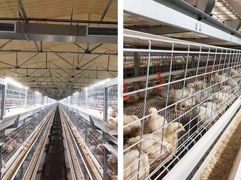 淄博桓台蛋(dàn)雞場